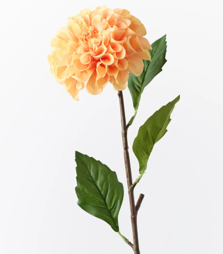 Orange Pompon Dahlia