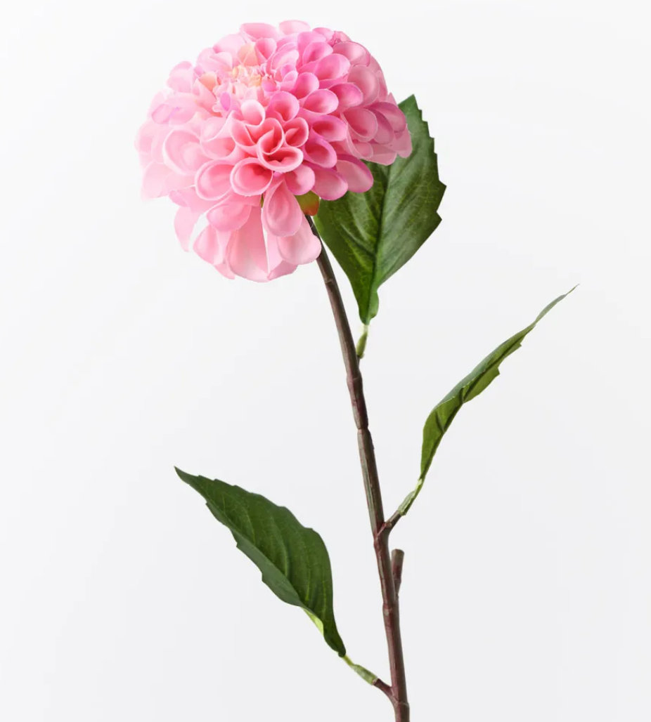 Hot pink Dahlia Pompon