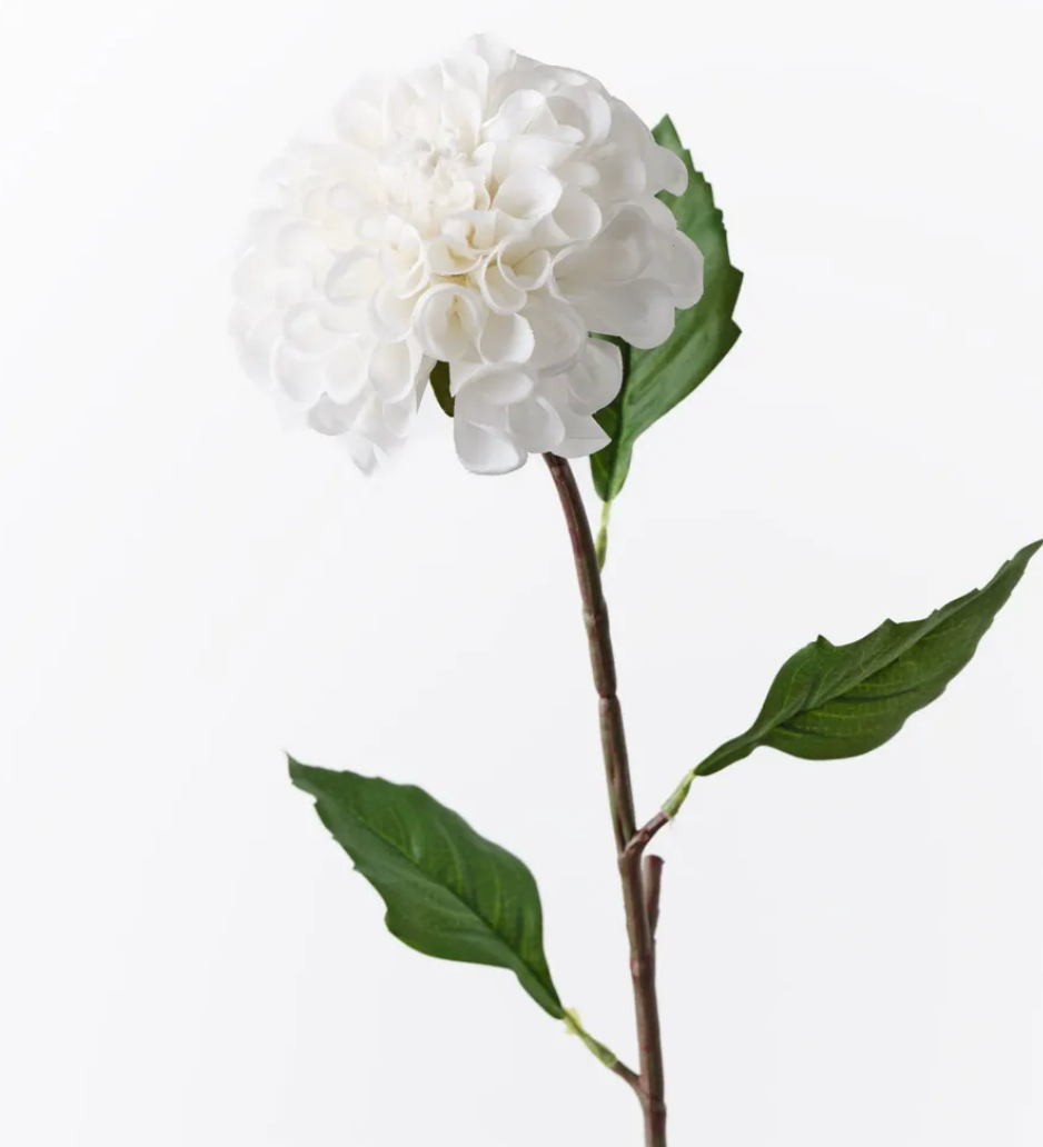 White Pompon Dahlia