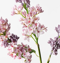 Load image into Gallery viewer, Lilac Spray
