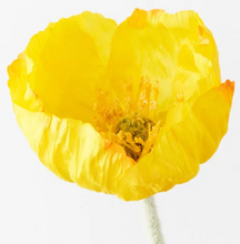 Load image into Gallery viewer, Large yellow Iceland Poppy
