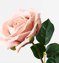 Load image into Gallery viewer, Blush Clara Rose
