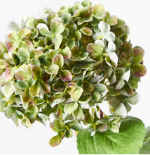 Load image into Gallery viewer, Green purple speckle Hydrangea
