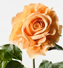 Load image into Gallery viewer, Orange Juliette Rose
