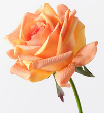 Load image into Gallery viewer, Orange Kim Rose
